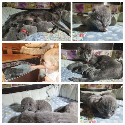 Russisch blau Kitten aus langjähriger Hobbyzucht zu Anfang November abzugeben
