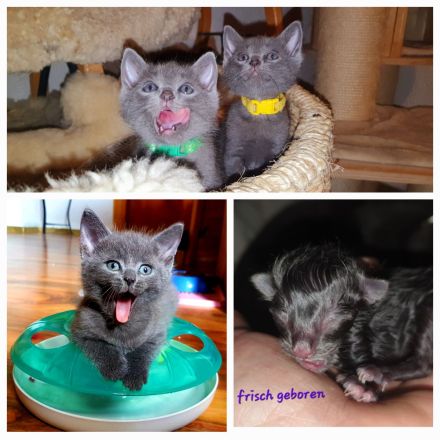 Russisch blau Kitten aus langjähriger Hobbyzucht zu Anfang November abzugeben
