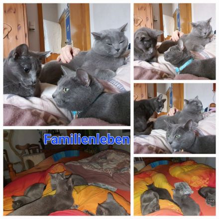 Russisch blau Kitten aus langjähriger Hobbyzucht zu Anfang November abzugeben
