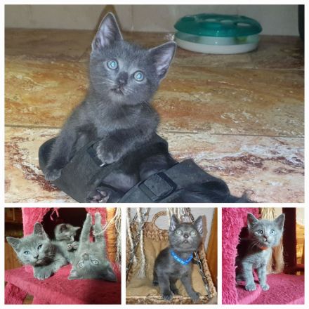 Russisch blau Kitten aus langjähriger Hobbyzucht zu Anfang November abzugeben