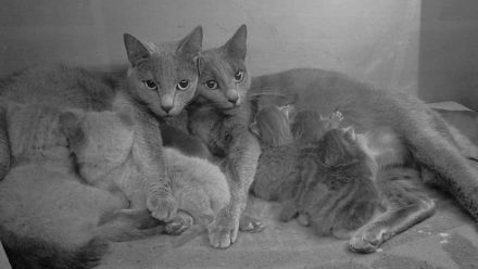 Russisch blau Kitten aus langjähriger Hobbyzucht zu Anfang November abzugeben
