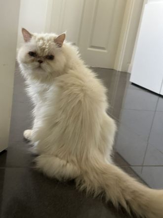 2 wundervolle Kater in liebevolle Hände abzugeben