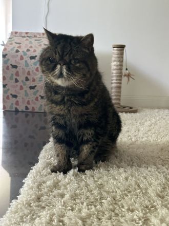 2 wundervolle Kater in liebevolle Hände abzugeben