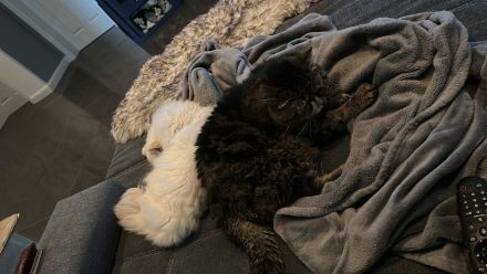 2 wundervolle Kater in liebevolle Hände abzugeben