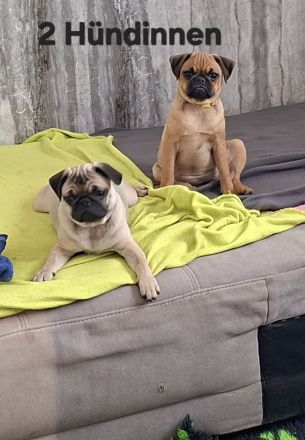 Retro Mops Welpen suchen ihre Familie