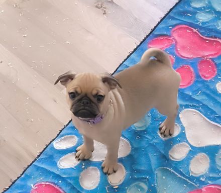 Retro Mops Welpen suchen ihre Familie
