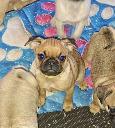Retro Mops Welpen suchen ihre Familie