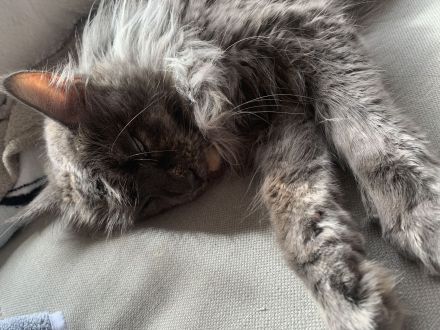 Maine Coon Katze Blue Silver tabby smoke