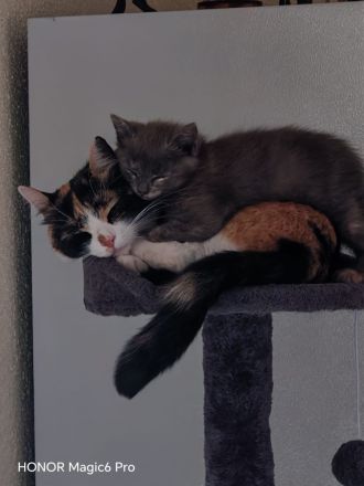 Hauskatze (Katzen Babys)