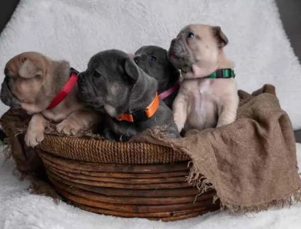 wunderschöne Französische Bulldogge Welpen