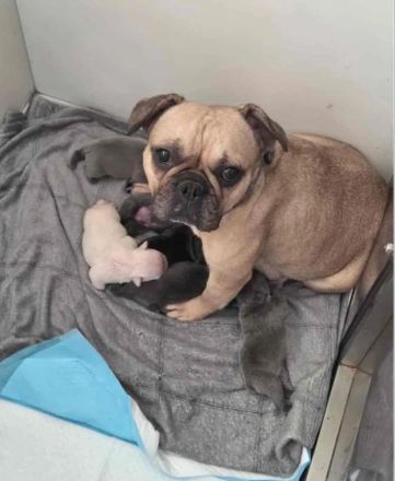wunderschöne Französische Bulldogge Welpen