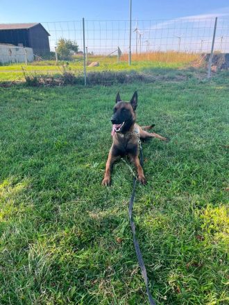 Malinois Welpen