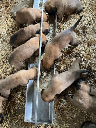 Malinois Welpen