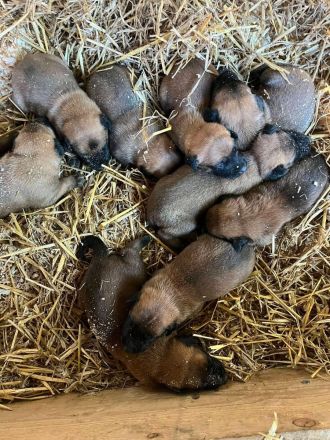 Malinois Welpen