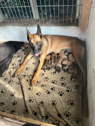Malinois Welpen