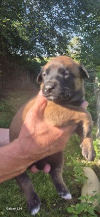 Malinois Welpen