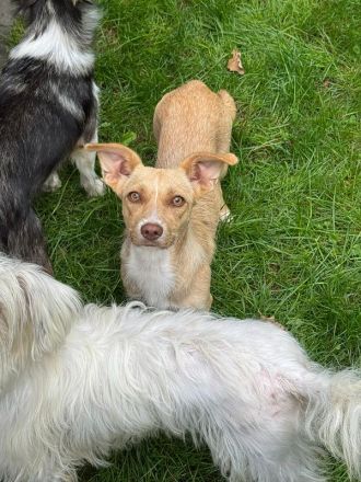 Estrella, süße, ruhige, menschenbezogene 2jährige Hündin sucht ein Zuhause, 36cm
