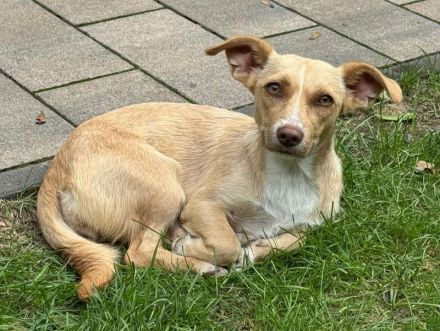 Estrella, süße, ruhige, menschenbezogene 2jährige Hündin sucht ein Zuhause, 36cm