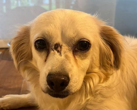 Biene, liebe Hundedame mit kleinem Handicap sucht liebe Menschen, 7J, 30cm