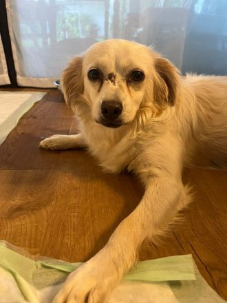 Biene, liebe Hundedame mit kleinem Handicap sucht liebe Menschen, 7J, 30cm