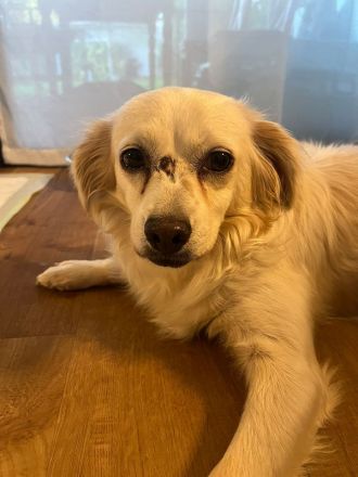 Biene, liebe Hundedame mit kleinem Handicap sucht liebe Menschen, 7J, 30cm