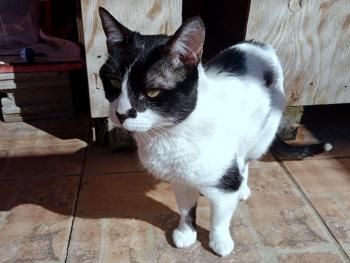 Fito