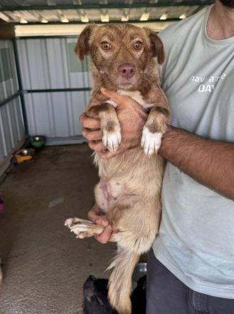 Lilly, kleine schokobraune Mischlingshündin hat eine zweite Chance zum Leben bekommen, 2J, 34cm