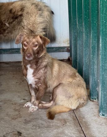 Lilly, kleine schokobraune Mischlingshündin hat eine zweite Chance zum Leben bekommen, 2J, 34cm
