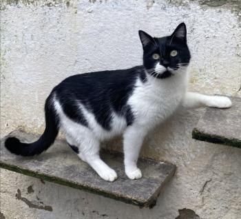 Pepito