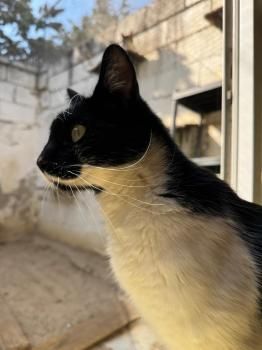 Pepito