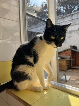 Pepito