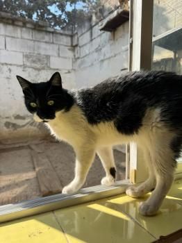 Pepito