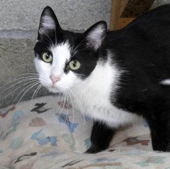 Cordelia, FIV positiv