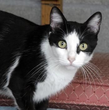 Cordelia, FIV positiv