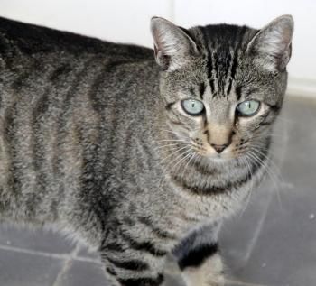 Anton, FIV positiv
