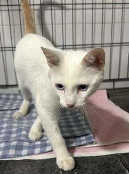 Casper