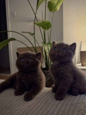 BKH Kitten choco