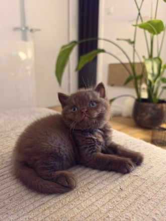 BKH Kitten choco