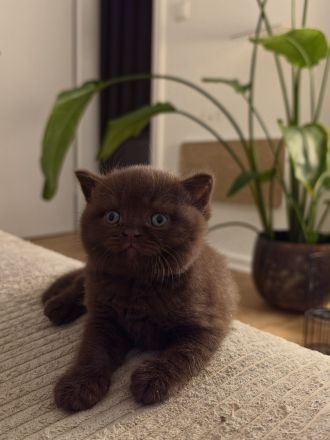 BKH Kitten choco