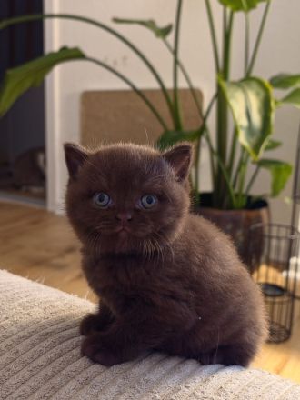 BKH Kitten choco