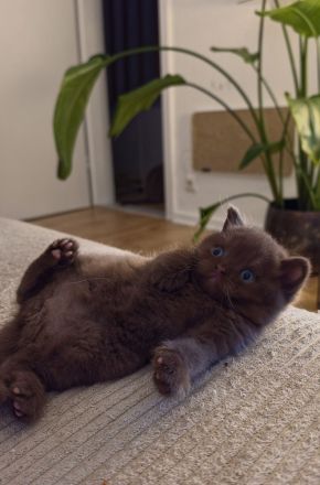 BKH Kitten choco