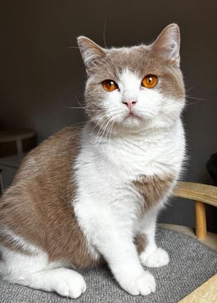 Britisch Kurzhaar Katzen mit Stammbaum