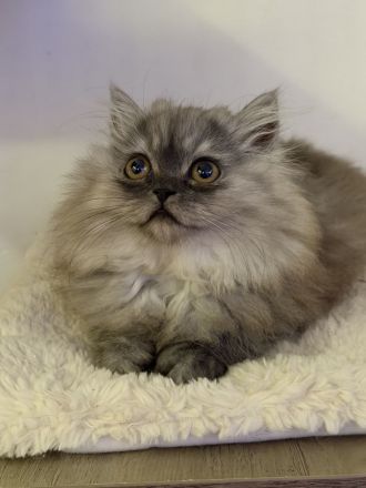 Graues Perser-Kitten Mädchen sucht liebevolles Zuhause