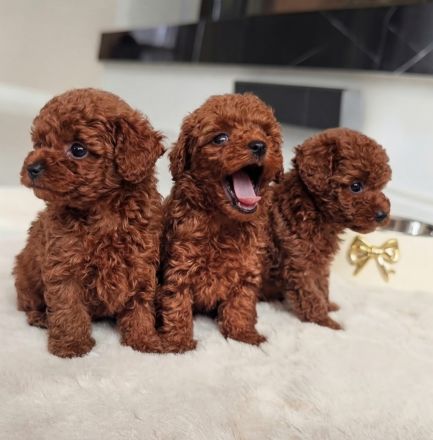 3 rote Teacup-Maltipoo-Welpen ❤️🐶