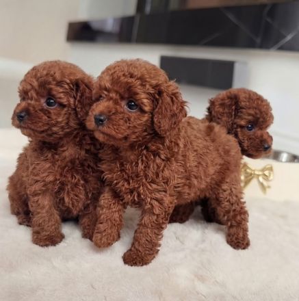 3 rote Teacup-Maltipoo-Welpen ❤️🐶
