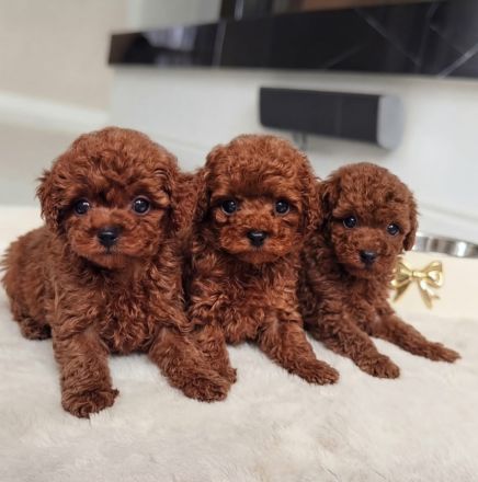 3 rote Teacup-Maltipoo-Welpen ❤️🐶