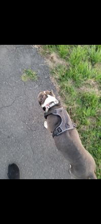 American Staffordshire Terrier