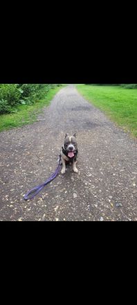 American Staffordshire Terrier
