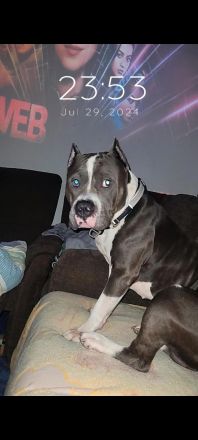 American Staffordshire Terrier