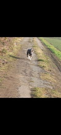 American Staffordshire Terrier